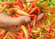 Harga Cabai Kediri Anjlok Akibat Pasokan Meningkat, Petani Merugi?