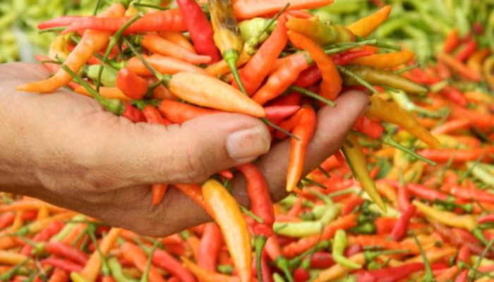 Harga Cabai Kediri Anjlok Akibat Pasokan Meningkat, Petani Merugi?