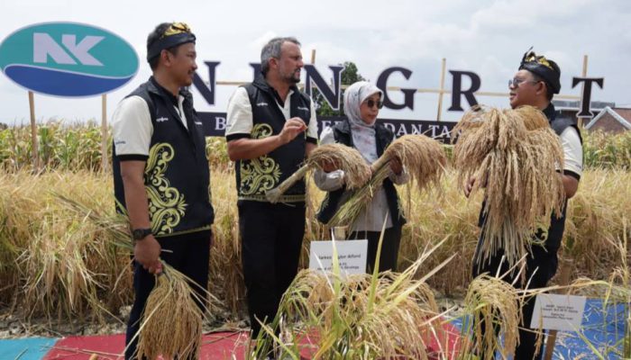 Syngenta Luncurkan Benih Padi Hibrida Ningrat NK2133 Tingkatkan Produktivitas Petani
