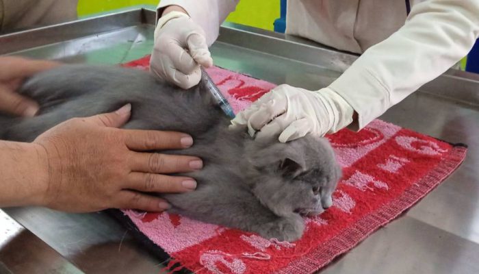 Bondowoso Siapkan 117 Dosis Vaksin Rabies, Program Vaksinasi 2025 Disebar ke Puskeswan