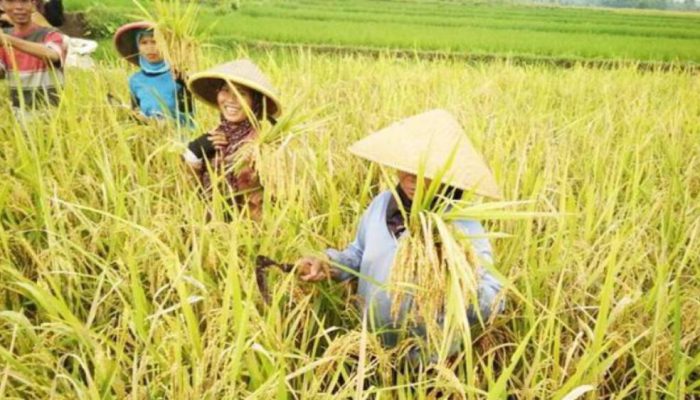Produksi Padi Jatim 2025 Tertinggi Nasional, Khofifah: Desa Jadi Penopang Kemandirian Pangan