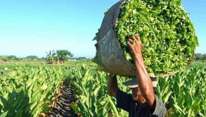 Kualitas Anjlok Akibat Cuaca, Serapan Tembakau Bondowoso oleh Pabrikan Rendah