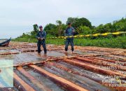 Gakkum Kehutanan Amankan 600 Batang Kayu Ilegal di Ketapang