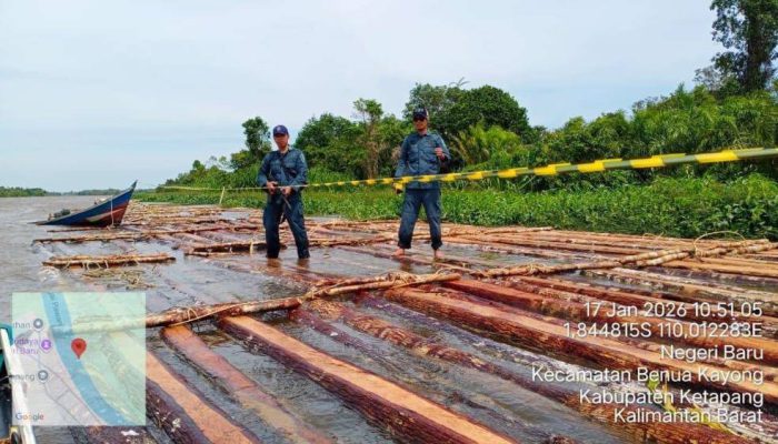 Gakkum Kehutanan Amankan 600 Batang Kayu Ilegal di Ketapang