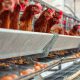 Stabilkan Harga Ayam, Kementan Minta Pelaku Usaha Kendalikan Produksi DOC