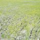 Atasi Dampak El Nino, Kementan Aliri 3.233 Hektare Sawah di Lamongan